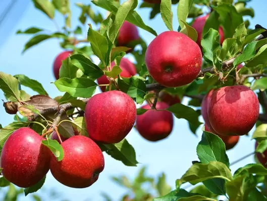 آغاز کشاورزی قراردادی سیب در آذربایجان‌شرقی