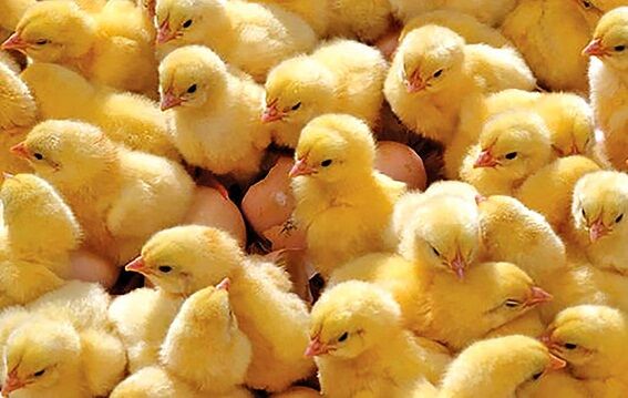 ۶ میلیون قطعه جوجه‌ریزی ماه گذشته در آذربایجان‌ غربی انجام شد