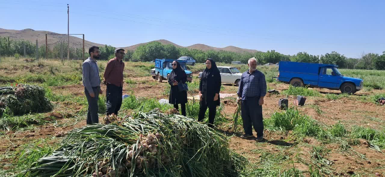 پیش‌بینی برداشت بیش از ۷۵۰۰ تُن سیر از مزارع عجب‌شیر