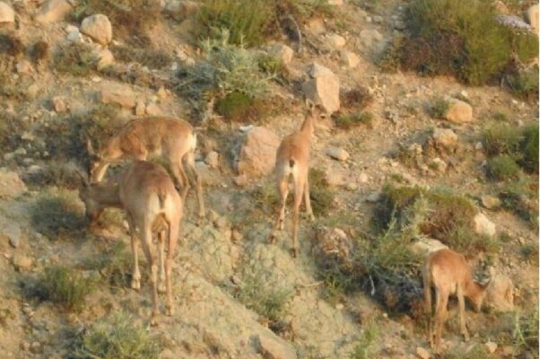 منطقه حفاظت شده انگوران